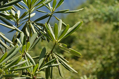 Pittosporum tobira
