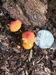 Pluteus aurantiorugosus