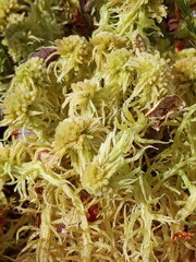 Sphagnum angustifolium