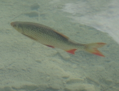 Scardinius erythrophthalmus