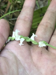 Spiranthes arcisepala