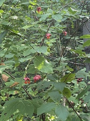 Euonymus latifolius
