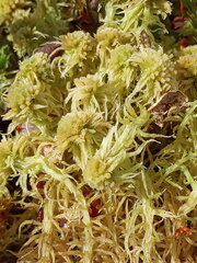 Sphagnum angustifolium