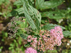 Spiraea japonica
