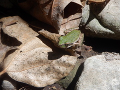 Pseudacris hypochondriaca