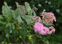 Spiraea japonica