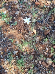Zephyranthes chlorosolen