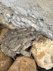 Anaxyrus fowleri