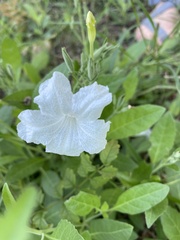 Ruellia metziae