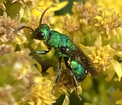 Chrysididae