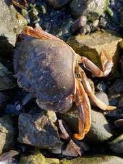 Metacarcinus magister