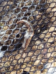 Eumalacostraca