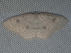 Cyclophora albipunctata