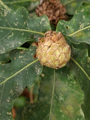 Andricus foecundatrix