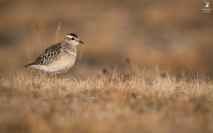 Charadrius morinellus