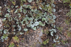 Dichondra argentea