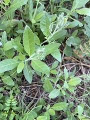 Ruellia metziae