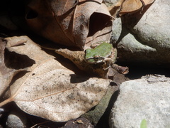 Pseudacris hypochondriaca