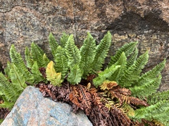 Polystichum lemmonii