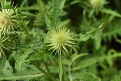 Cirsium monocephalum
