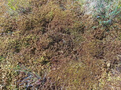 Sphagnum pulchrum