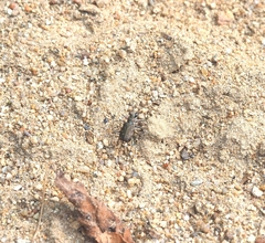 Cicindela repanda