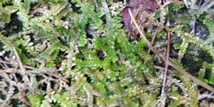 Selaginella denticulata