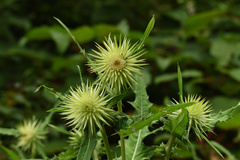 Cirsium monocephalum