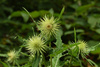 Cirsium monocephalum - Photo (c) Sakern | 永隔一江水, some rights reserved (CC BY-NC), uploaded by Sakern | 永隔一江水