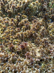 Sphagnum pulchrum