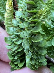 Polystichum lemmonii