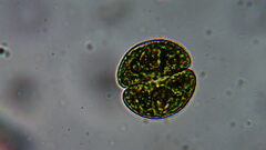 Cosmarium