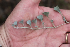 Dichondra argentea