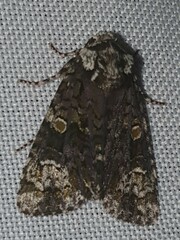 Craniophora ligustri