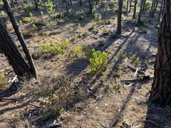 Acacia longifolia