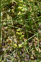 Scheuchzeria palustris