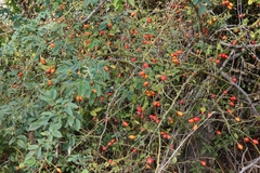 Rosa canina