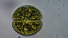 Cosmarium