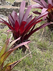 Tillandsia machupicchuensis