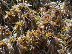 Sphagnum pulchrum