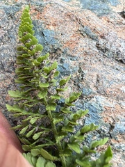Polystichum lemmonii