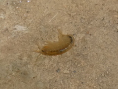 Gammarus lacustris