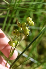Scheuchzeria palustris