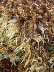 Sphagnum pulchrum