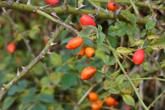 Rosa canina