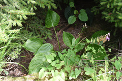 Hosta ventricosa