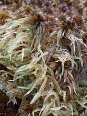 Sphagnum pulchrum