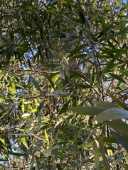Acacia melanoxylon