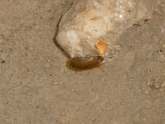 Gammarus lacustris