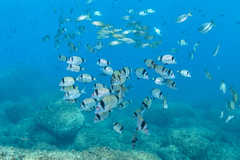 Diplodus vulgaris